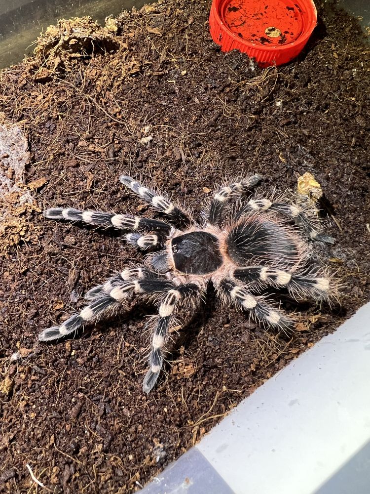 Продам самку Acanthoscurria geniculata