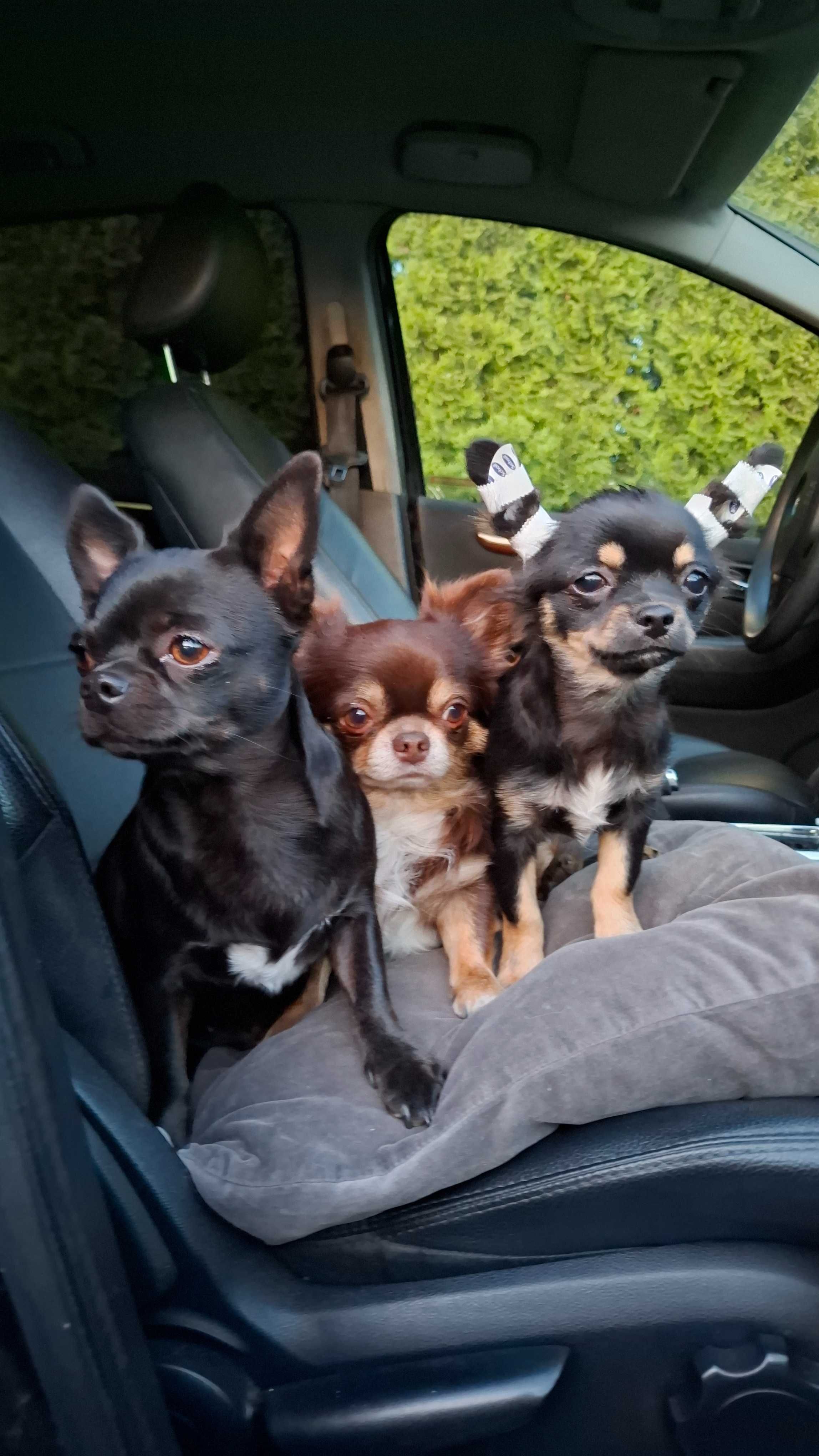 Czarno-podpalany długowłosy chihuahua samiec gotowy do odbioru/rodowód