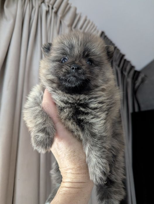 Продам цуценят! Шикарні