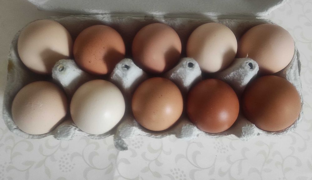 Świeże Jaja jajka wiejskie
