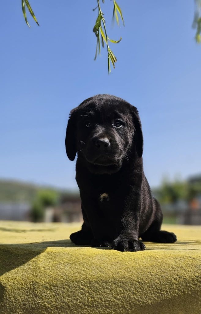 labrador retriever de alta qualidade