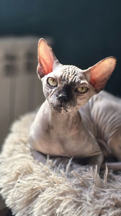 Kotka rasy Sfinks Kanadyjski