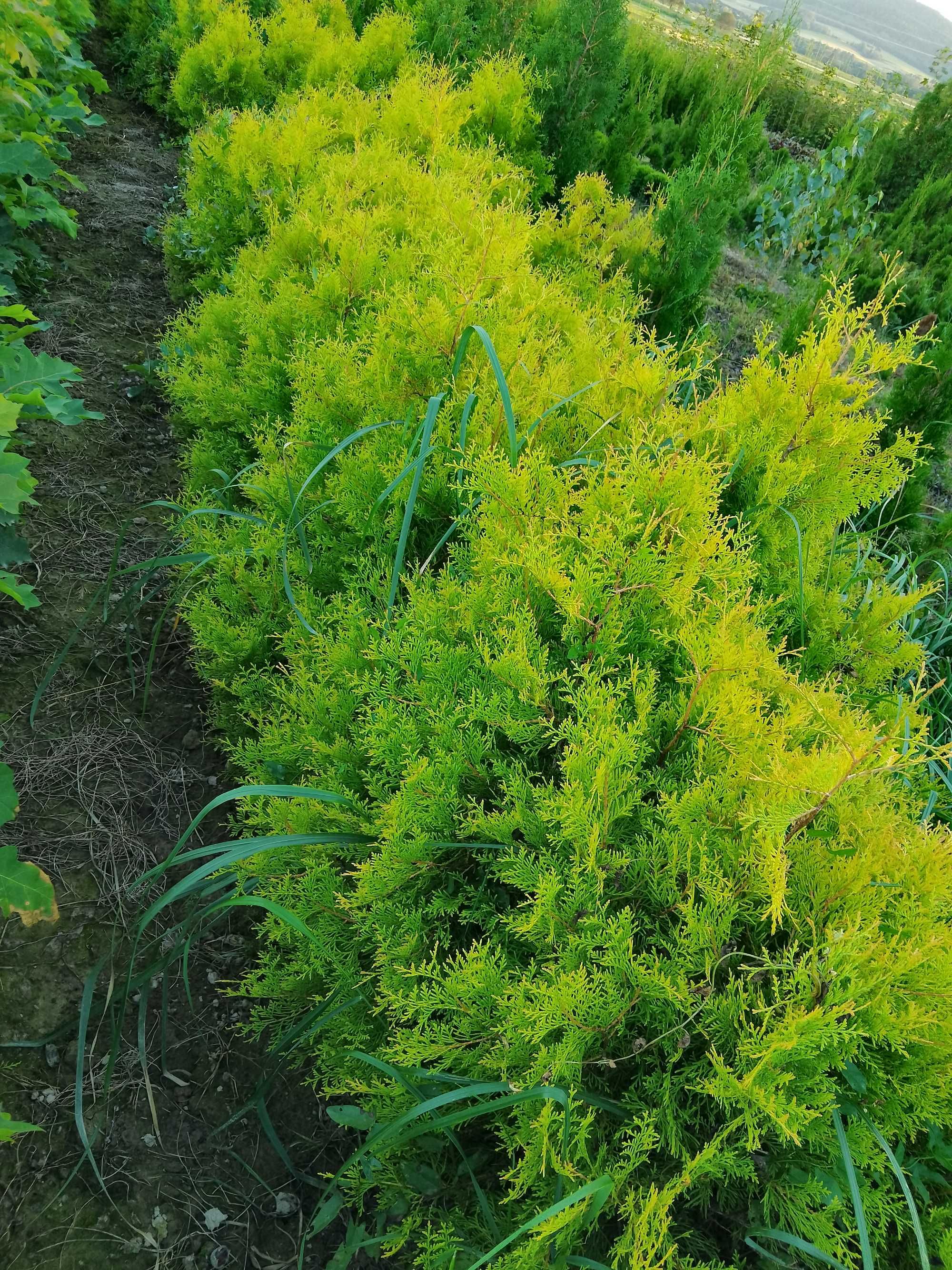 Sadzonki tuja szmaragd, tuja brabant, tuja zwyczajna, ligustr