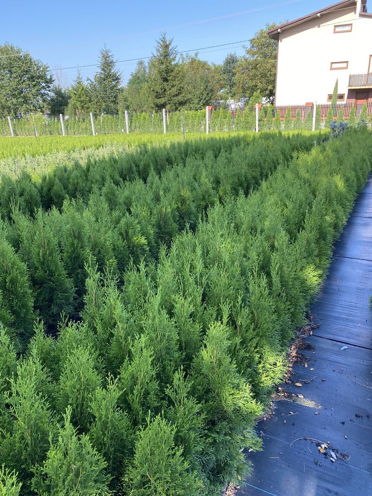 Tuja thuja szmaragd, smaragd 70-80cm sadzonki, w doniczce thuje