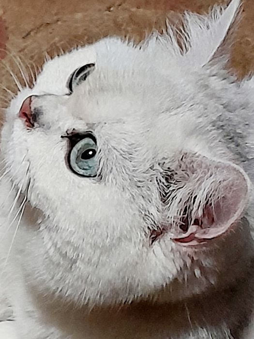 Kotki  brytyjskie srebrne szynszylowe