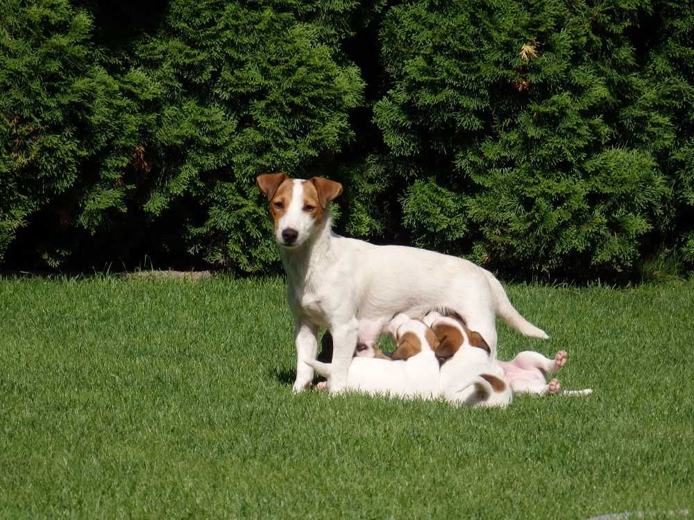 Jack Russell Terrier #BOBER Smartie Jacks# unique MALE Jack Russell