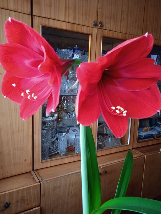 Продам семена Амариллиса