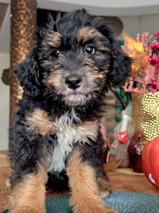 Aussiedoodle sliczny  chlopak paszport