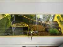 Wąż zbożowy wraz z terarium i osprzetem