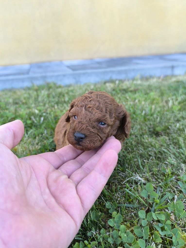 Pudel toy Red Brown Chińczyk