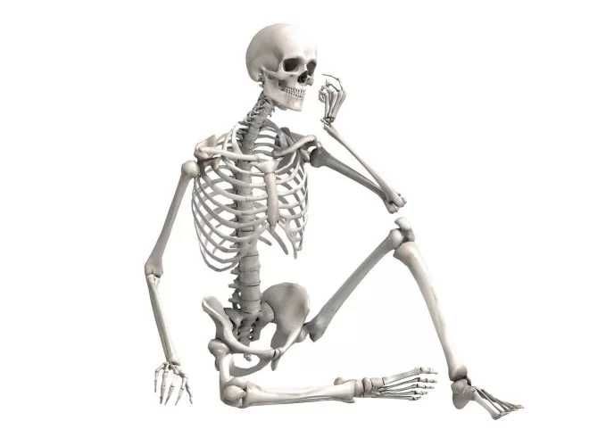 Большая модель скелета человека , скелет