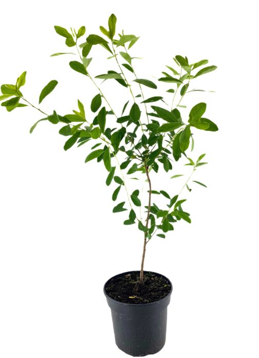 Obiela gronista Niagara 3l