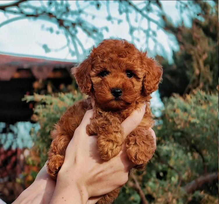 Неймовірна дівчинка, чудова.той пудель