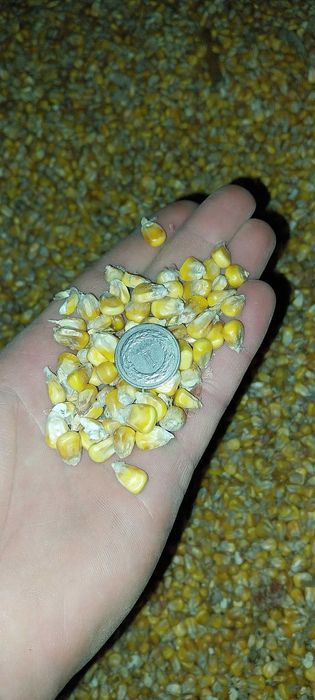 Kukurydza ziarno suszone 10 kg