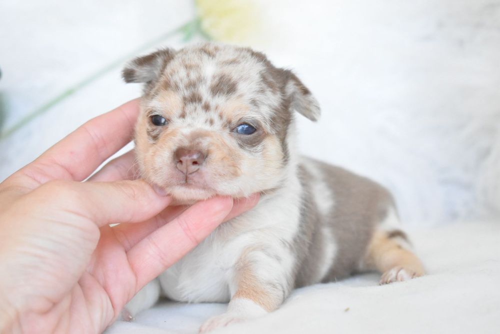 Chocolate Menino Chocolate Merle Olhos Azuis