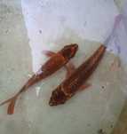 Carpas de cor bronze