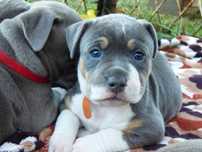 American Staffordshire Terrier Amstaff Suczka