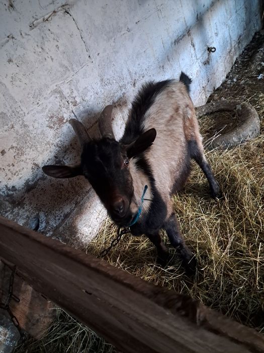 Sprzedam koziołki i kozy