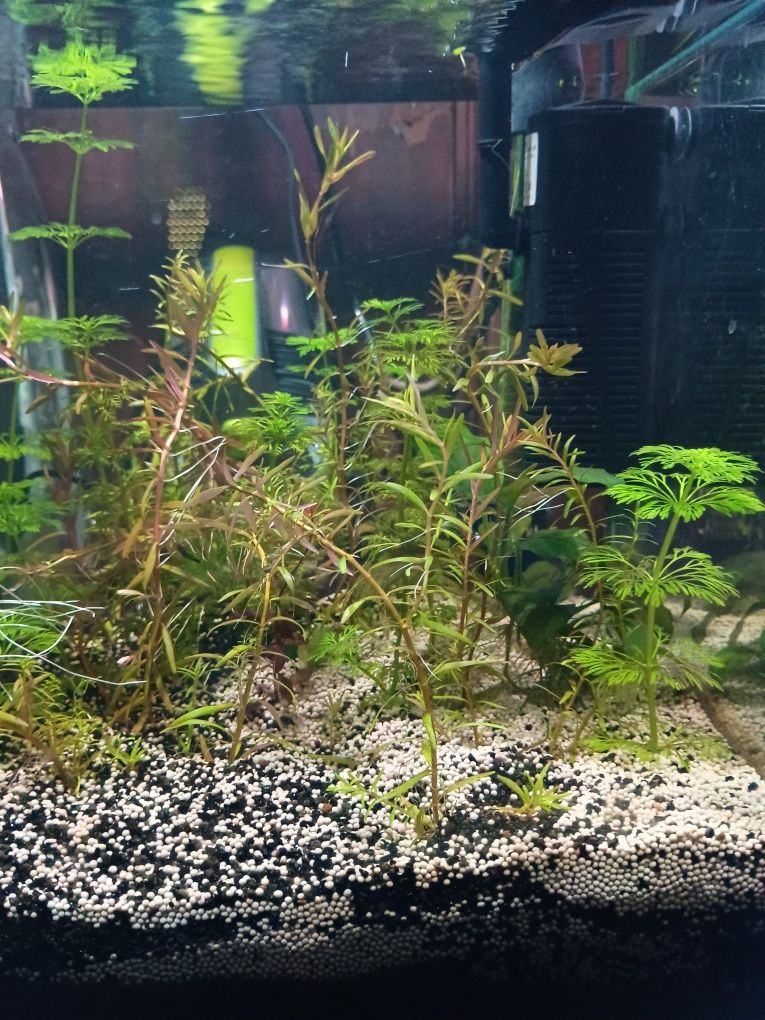 Plantas para aquário