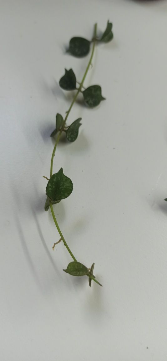 Hoya curtisii sadzonki cięte 5 węzłów