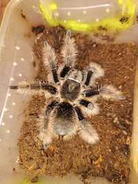 Паук Brachypelma albopilosum Nicaragua
L 7