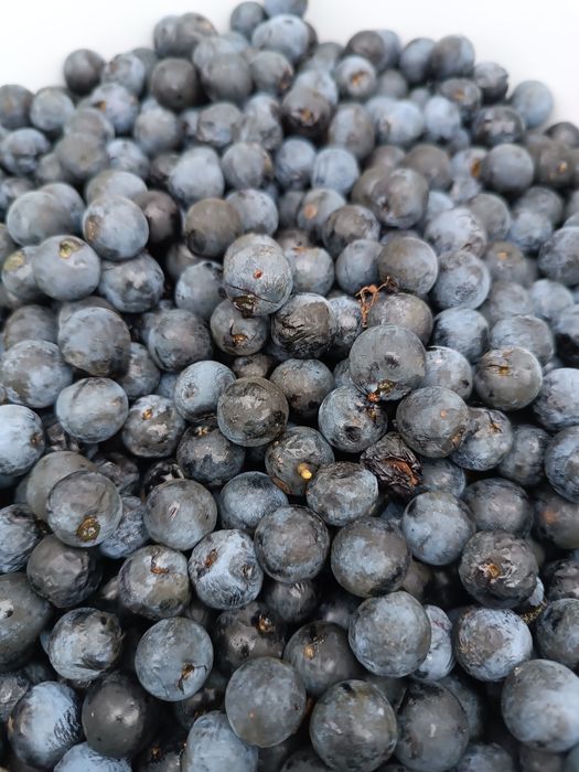 Tarnina owoce, śliwa tarnina