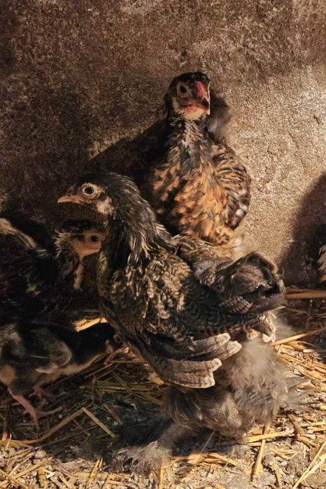 Sprzedam kurczaki Brahma Olbrzymia