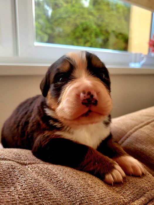 Sliczna sunia  bernenski  pies pasterski