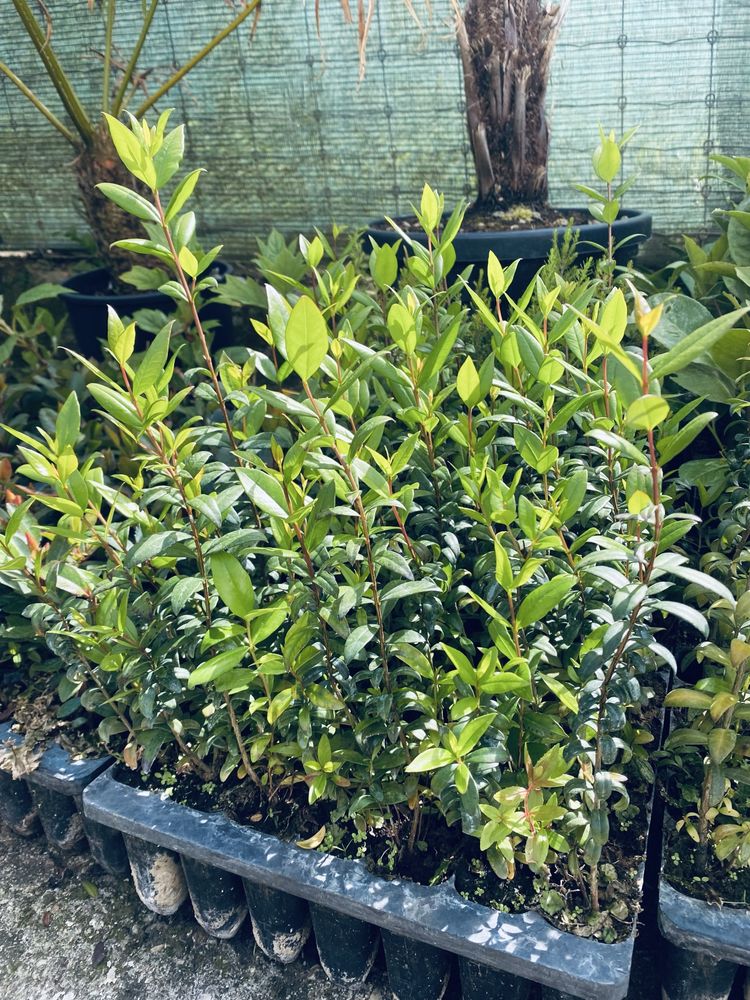 Murta em covete cerca de 30cm