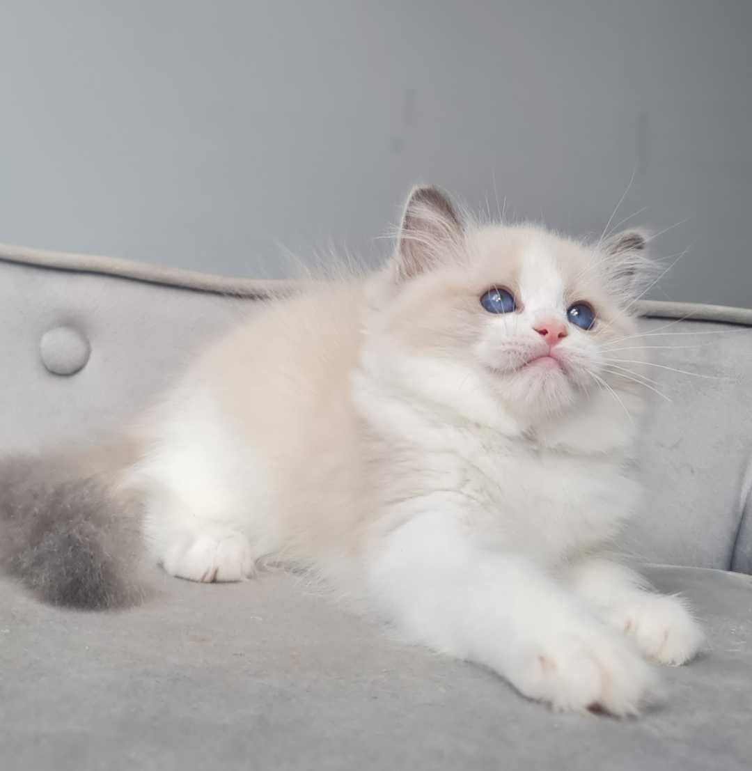 Kocurek Ragdoll Blue Bikolor