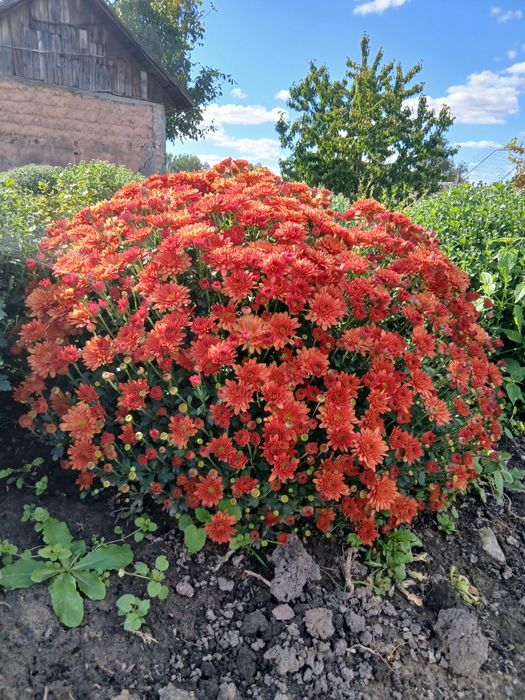 Хризантема мультифлора