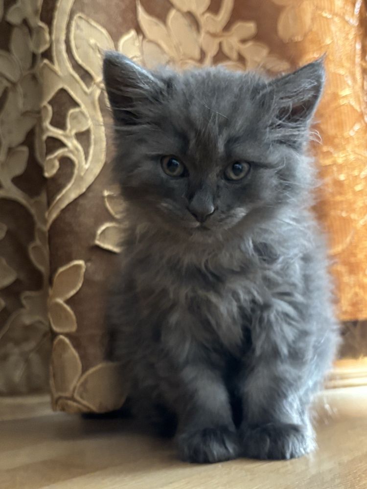 кошеня у добрі руки, 2 місяці, пухнастий сірий котик