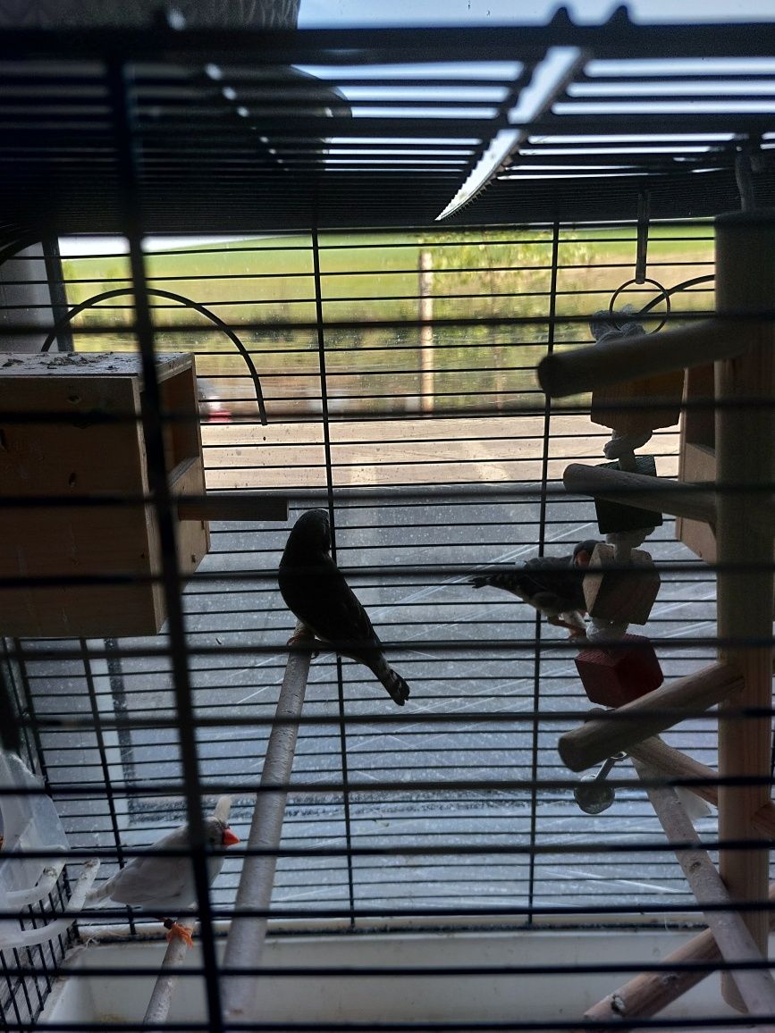 Ptaszki zeberki z klatką