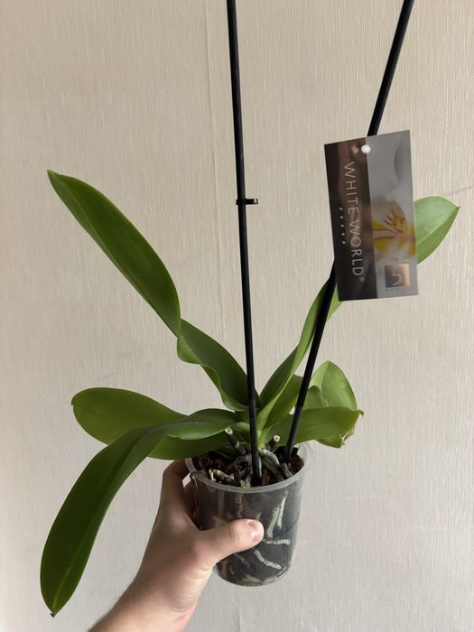 Орхідея фаленопсис