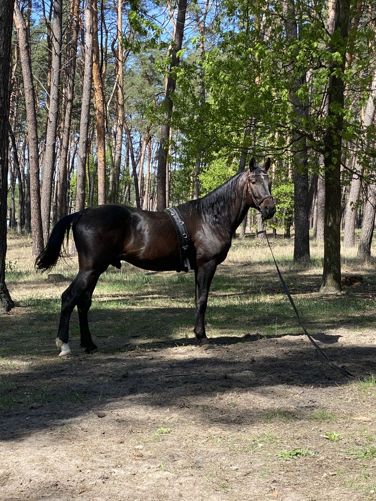 Кінь лошадь мерин