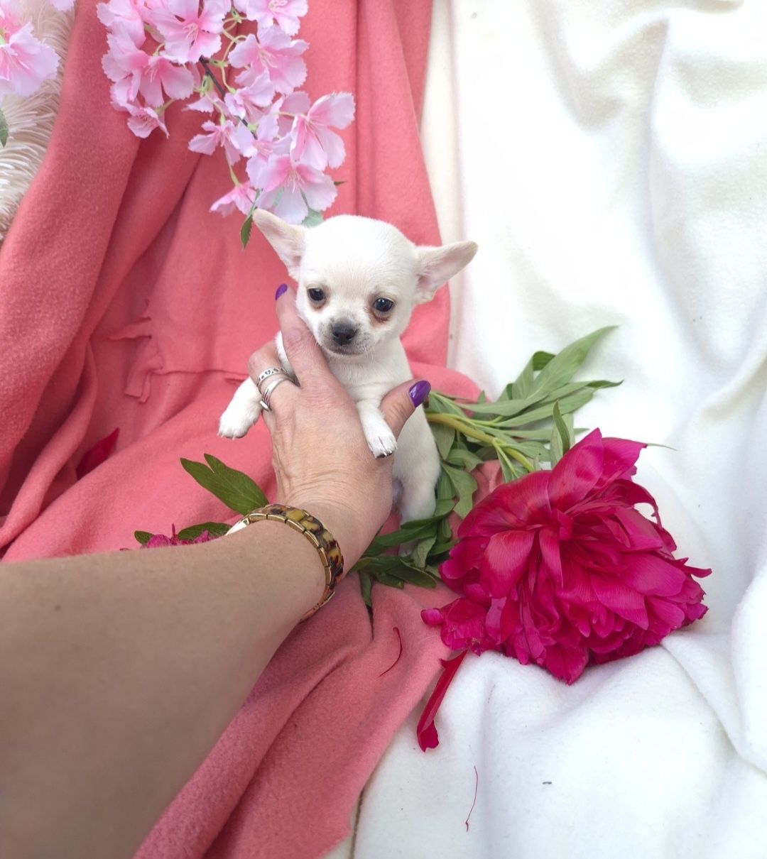 ŚLICZNY Piesek Chihuahua!!