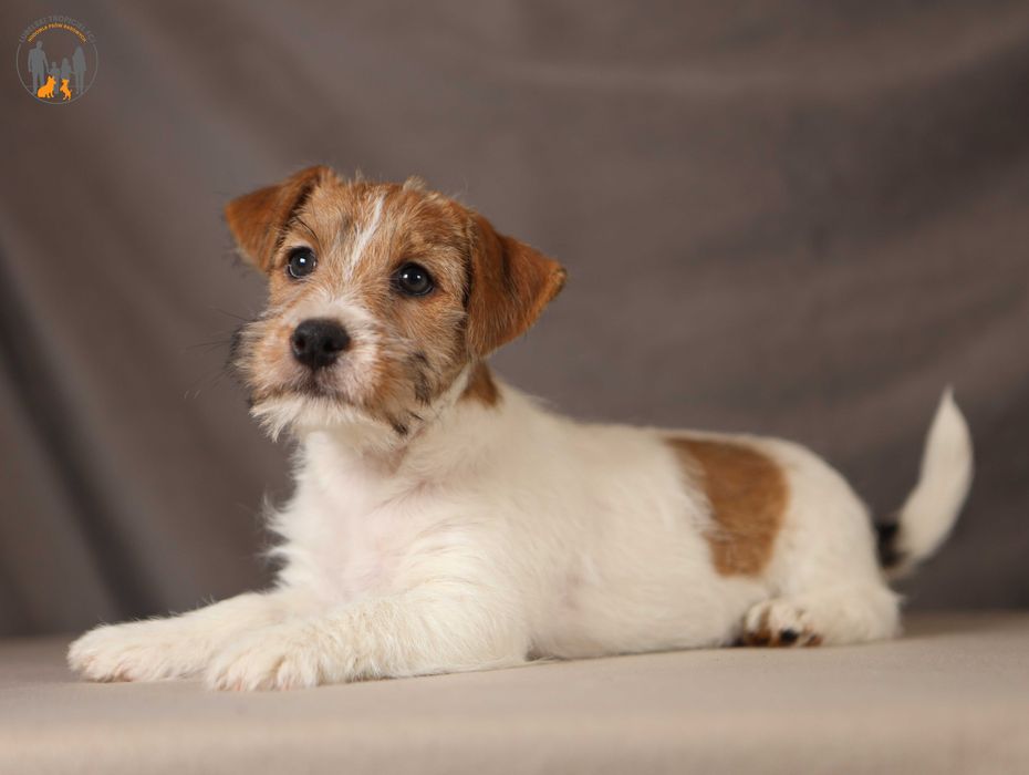Jack Russell Terrier ZKwP FCI piesek po CH.Pl rezerwacja