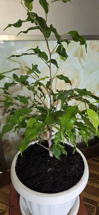 Фикус Голоден монік