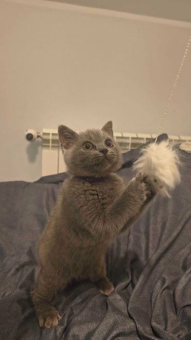 kot brytyjski krótkowłosy -  odbior w listopadzie, niebieski i liliowe