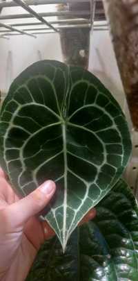 Anthurium clariverium