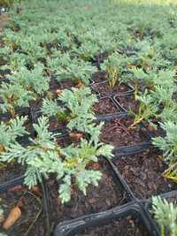 Ялівець горизонтальний Вілтоні Juniperus horizontalis Wiltonii