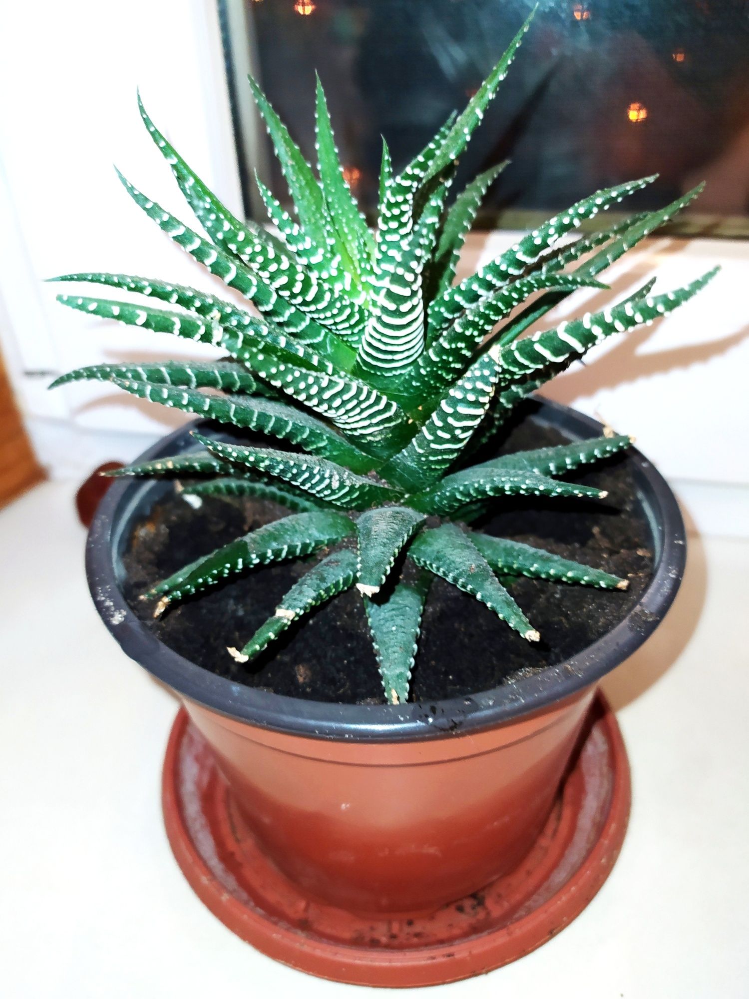 Хавортия полосатая (Haworthia fasciata)