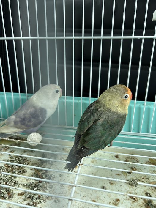 Agapornis, periquitos, mandarins, forpus azuis, caturras e outras aves