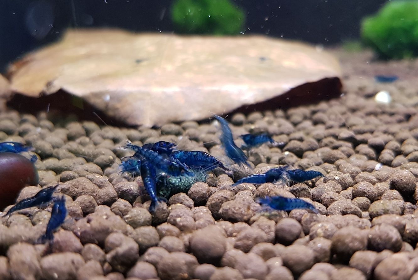 Krewetki Blue Velvet - Neocaridina