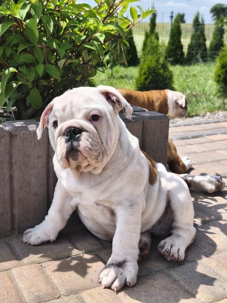 Buldog angielski FCI