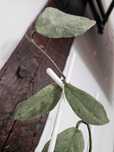 Hoya nova ghost nadwyżka