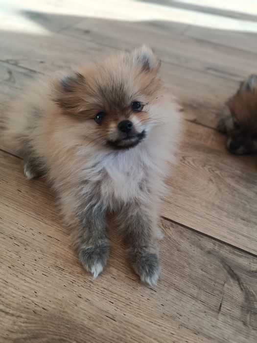 Szpic miniaturowy pomeranian