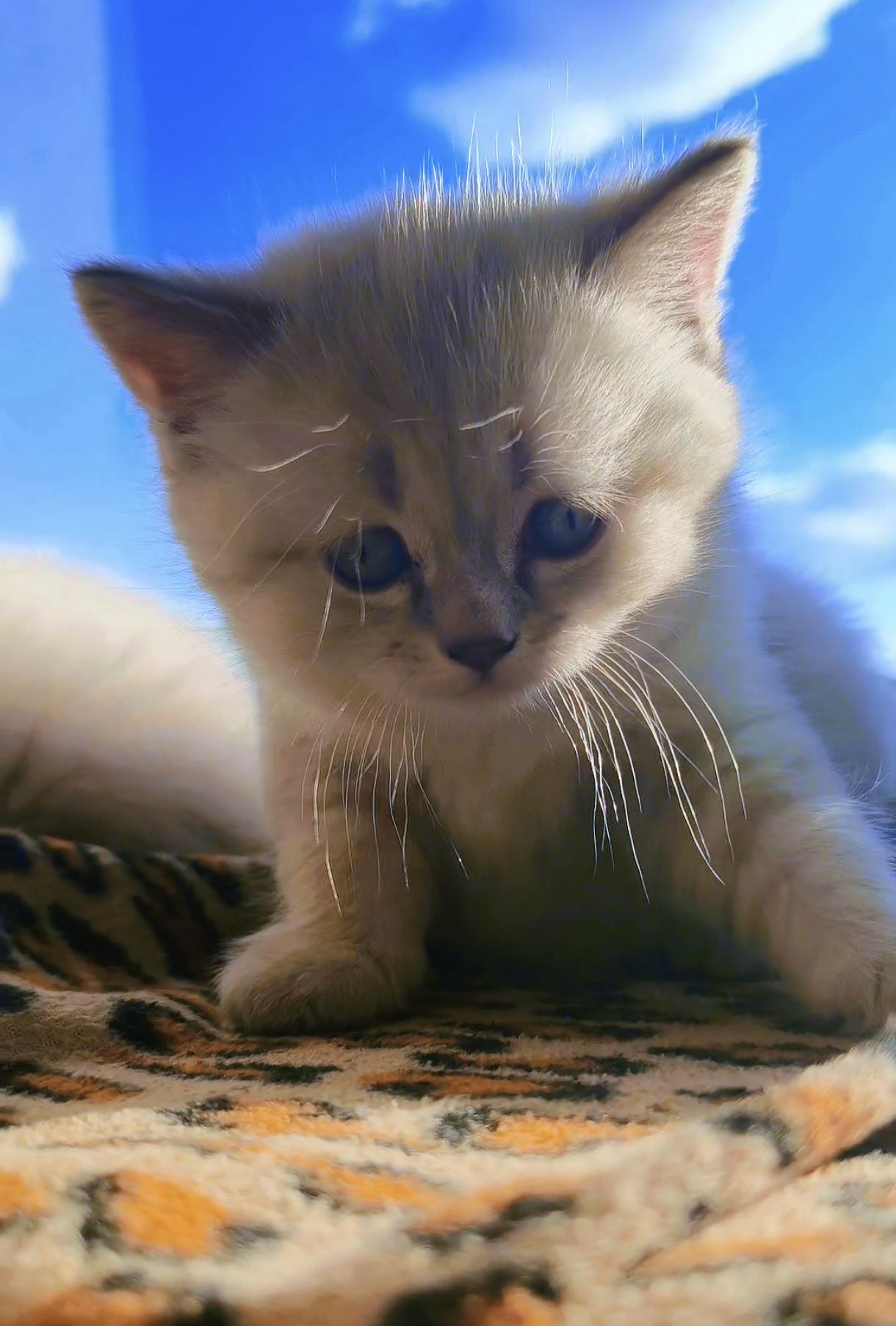 Шотландський котенок линкс поинт
