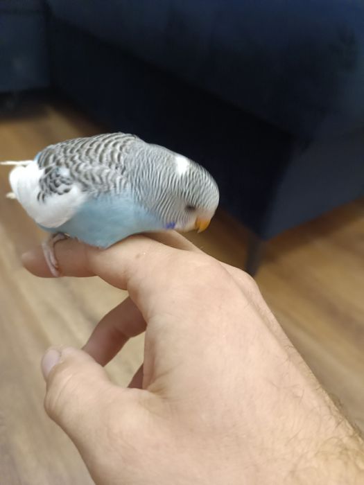 Sprzedam papugi faliste