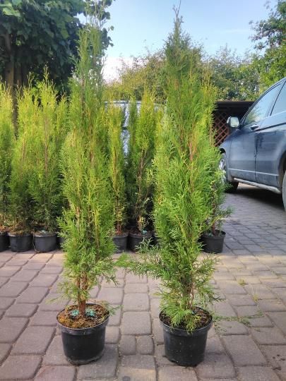 WYPRZEDAZ Tuja Szmaragd 80 - 90 cm w Donicy 1 KLASA Podlaska DOWOZIMY